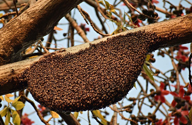 Animal Control Service 14 Bee-Removal-services
