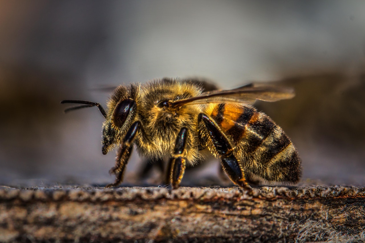 Animal Control Service 16 honey bee close up on a hive.