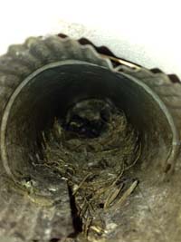 Animal Control Service 9 Bird Removal Markham