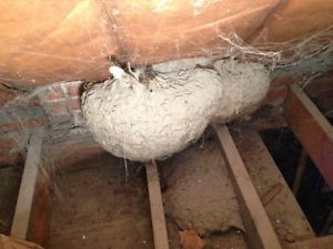 Animal Control Service 15 Beehive Removal in Scarborough