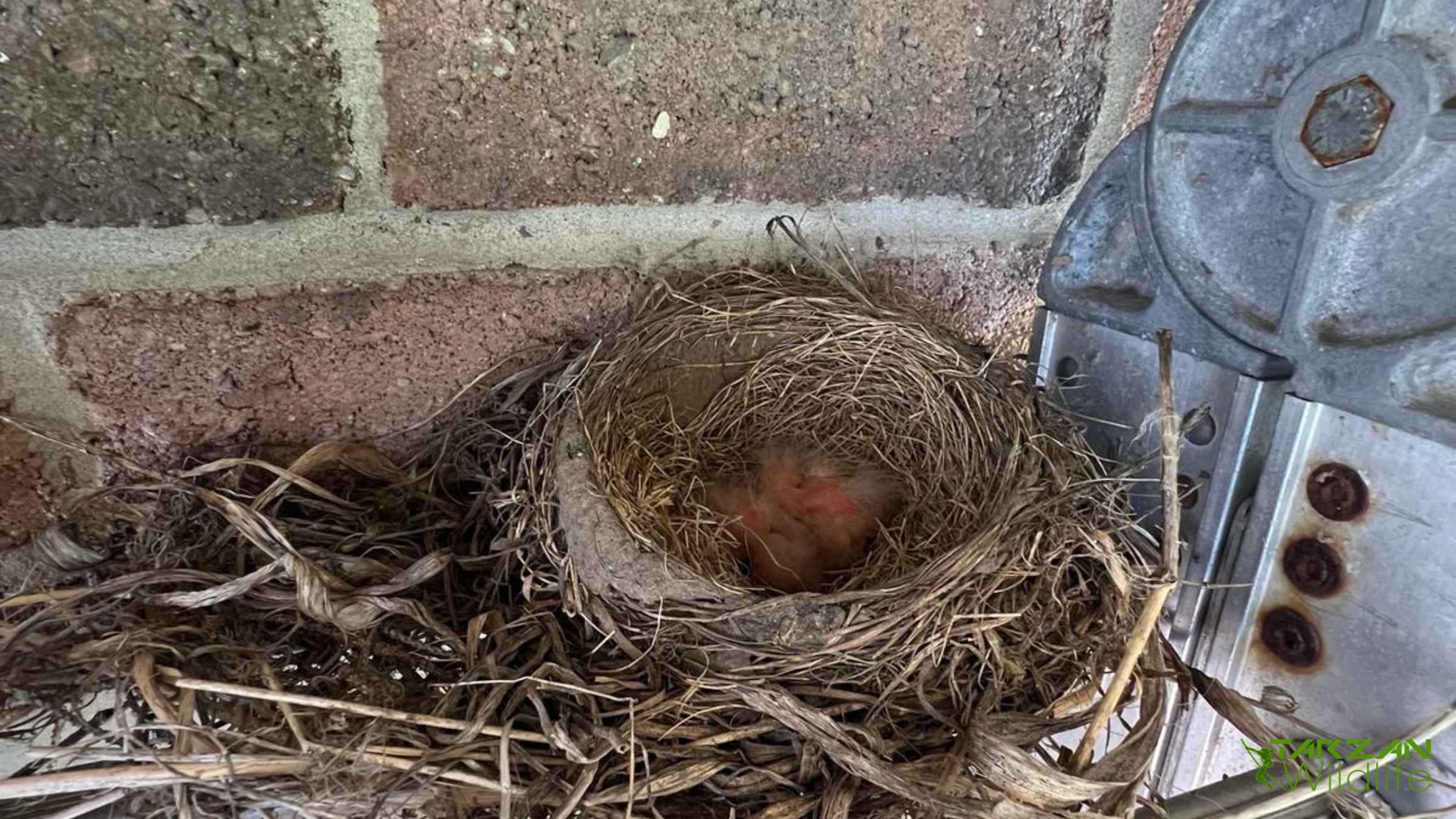 Animal Control Service 11 Bird-removal-Markham