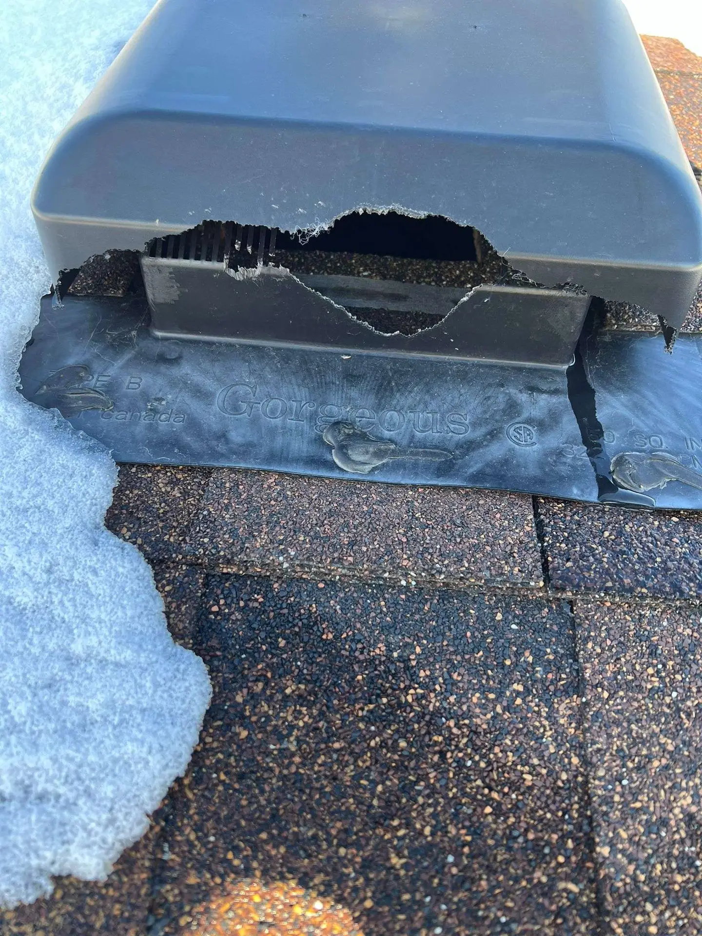 Animal Control Service 5 squirrel removal service form roof vent and attics