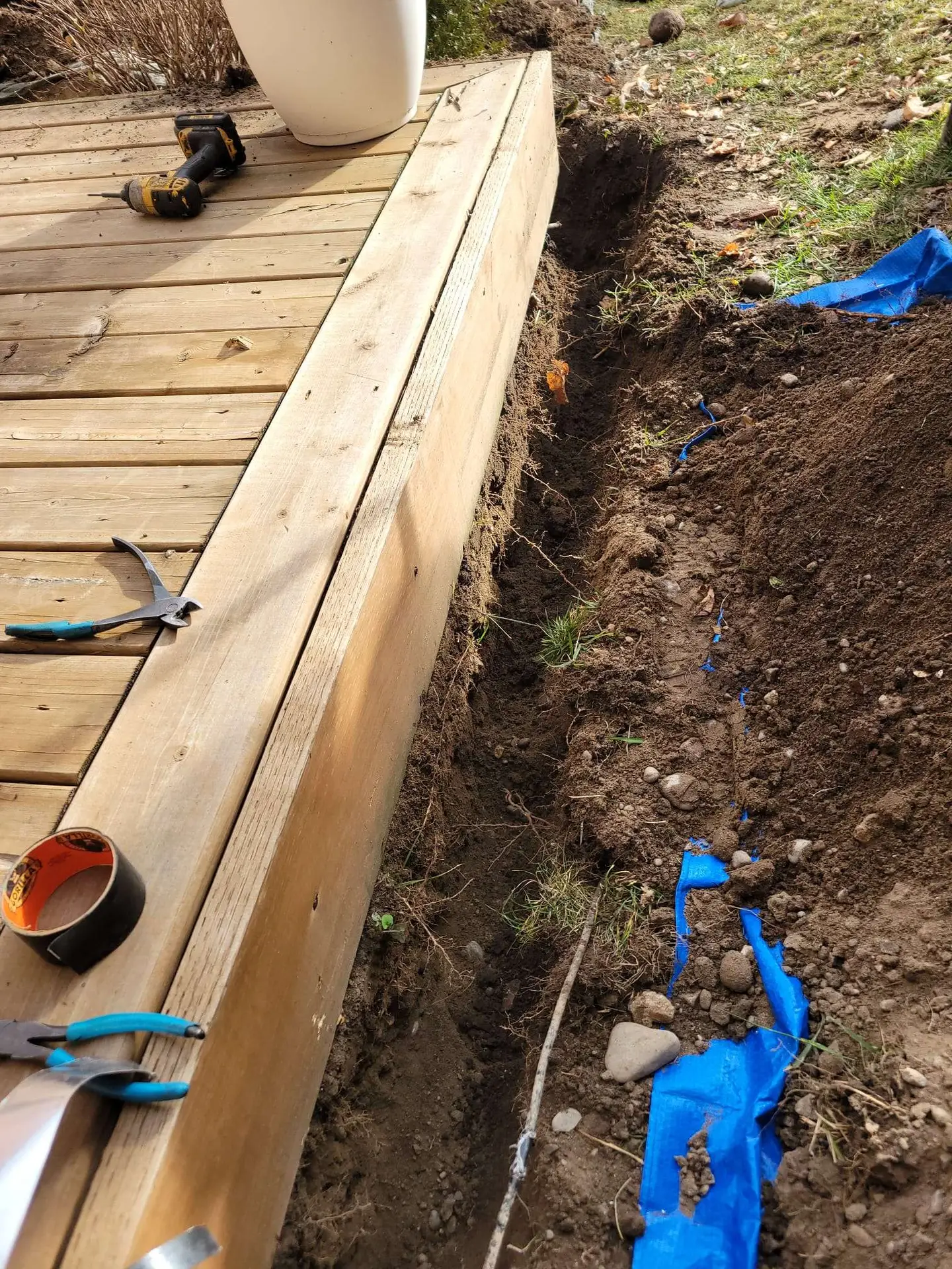 Skunk removal  Skunk-removal-Brampton