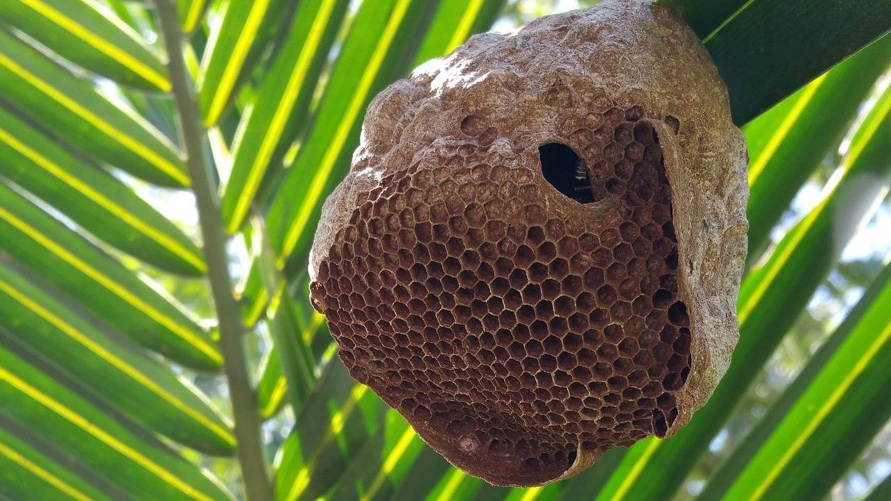 Beehive removal service Beehive Removal