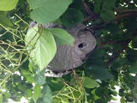 Beehive Removal Toronto 1 beehive removal Toronto