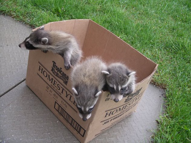 Raccoon Removal Brampton 4 6 month old Raccoon Babies removed from attic.