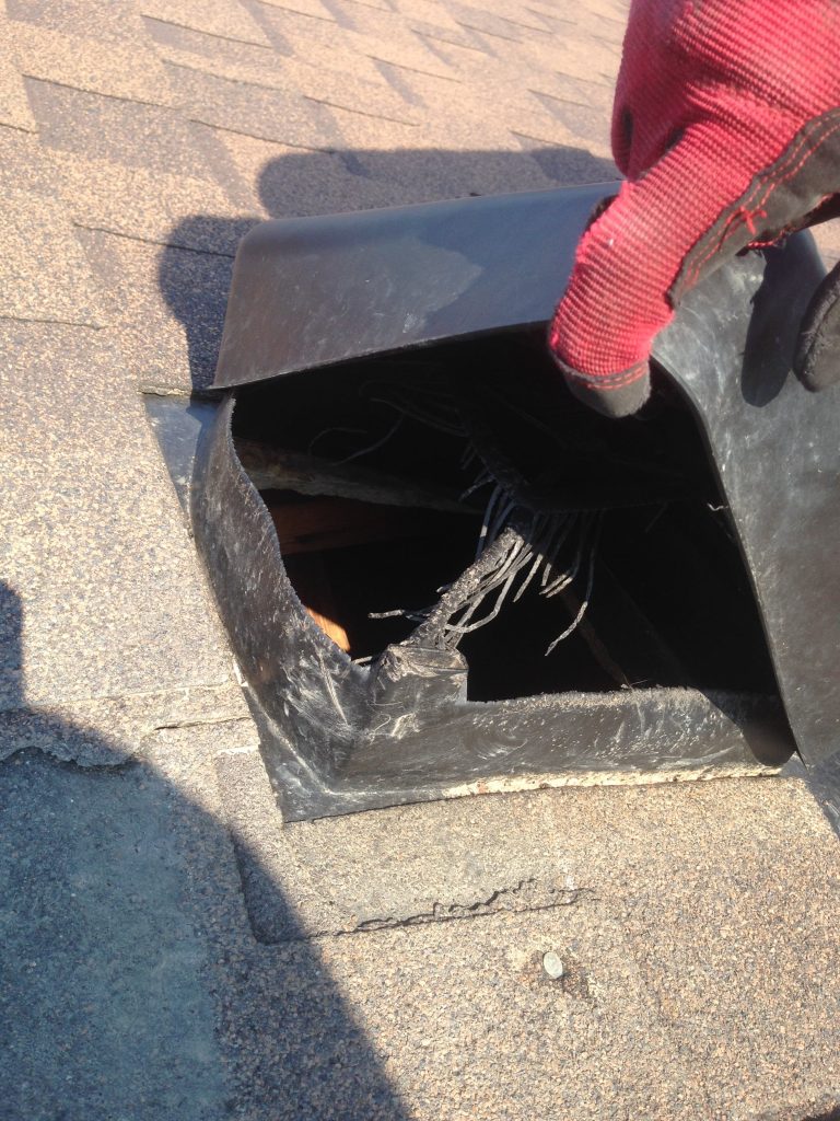 Raccoon Removal Brampton 1 raccoon removal brampton