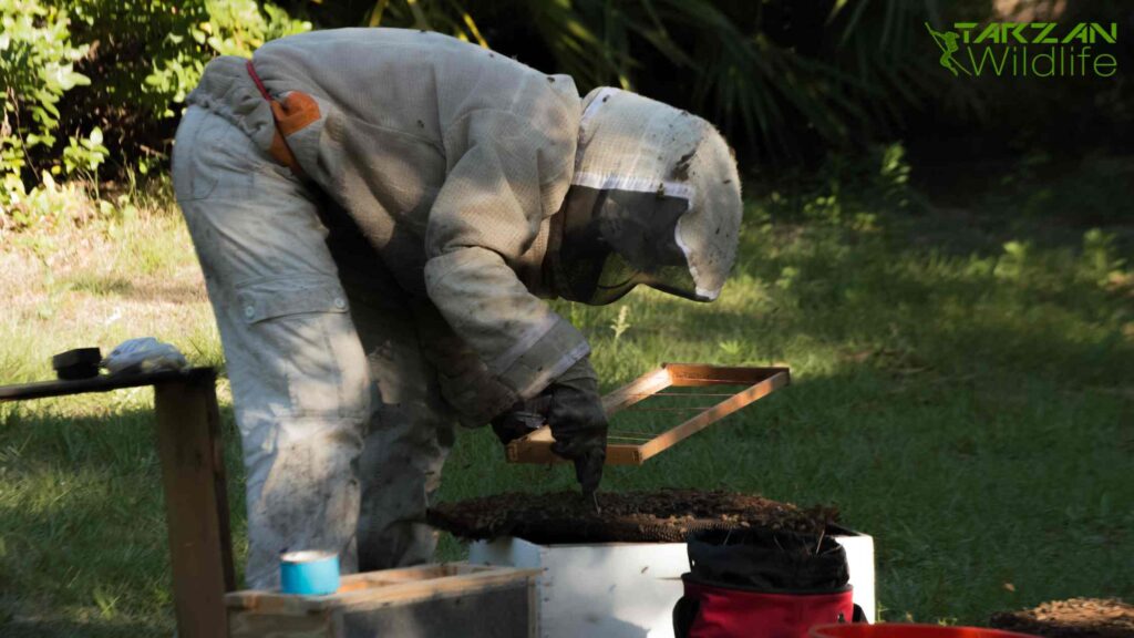 How To Remove Beehive