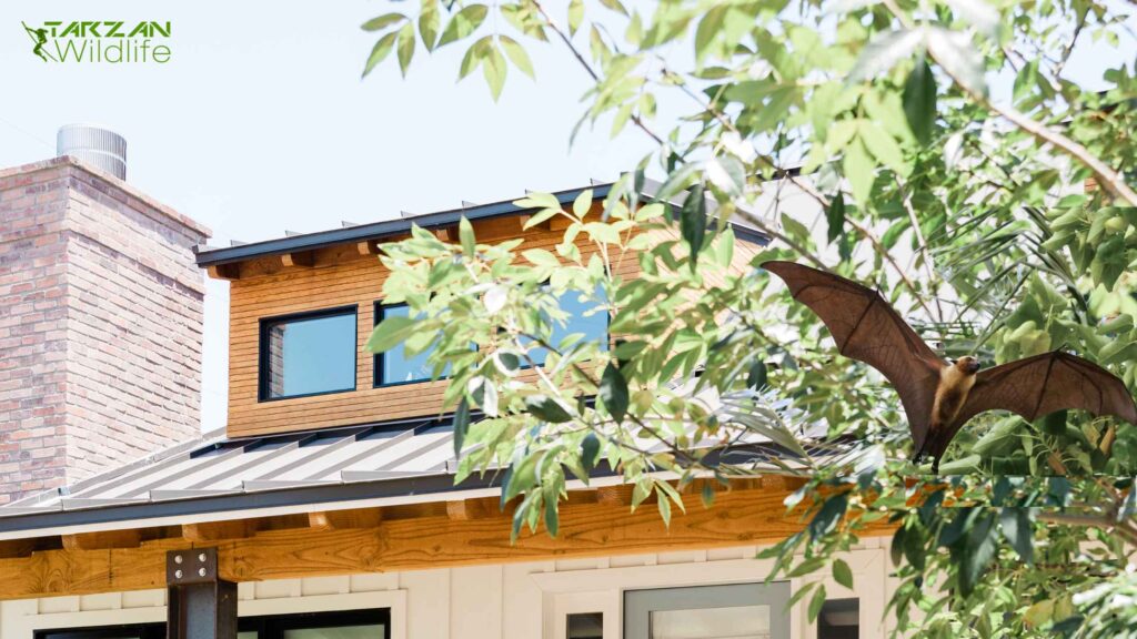 How To Remove Bats From Your House