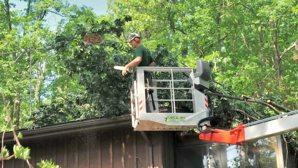 How to Remove a Bird Nest Safely and Legally