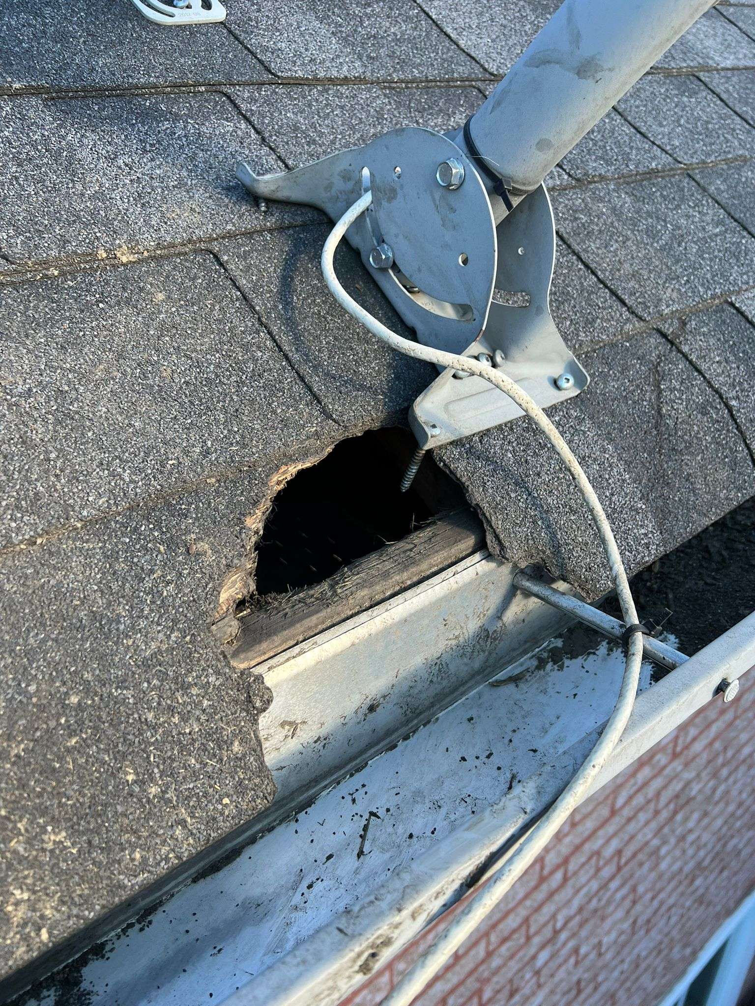 Raccoon Removal Brampton 3 Raccoon removal brampton where raccoon is getting in at the edge of the roof