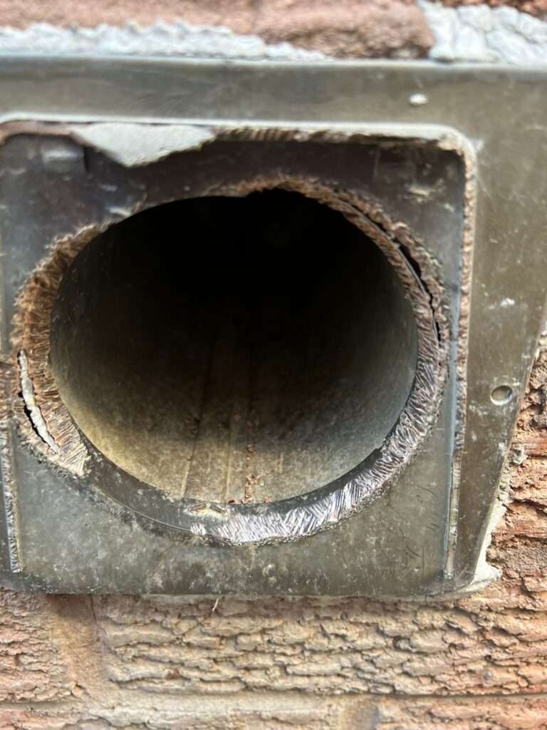 Squirrel-Removal-services