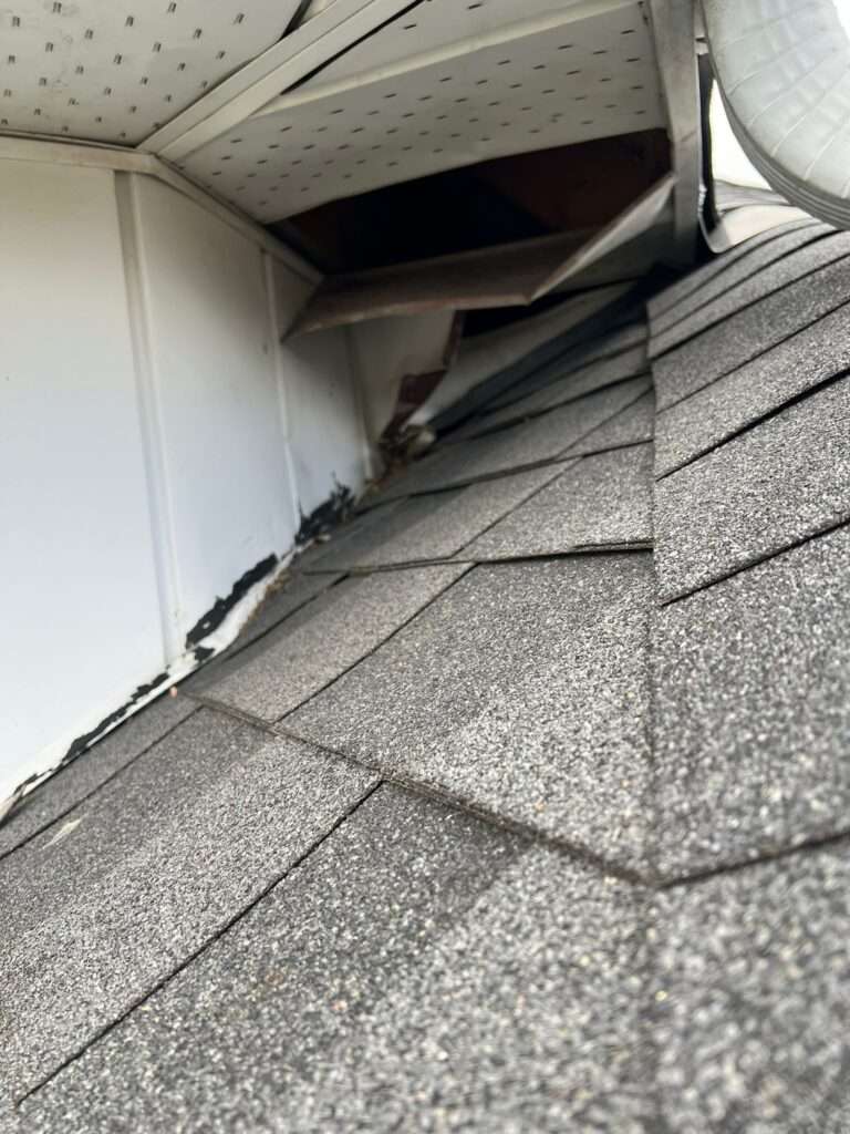 Raccoon Removal Milton