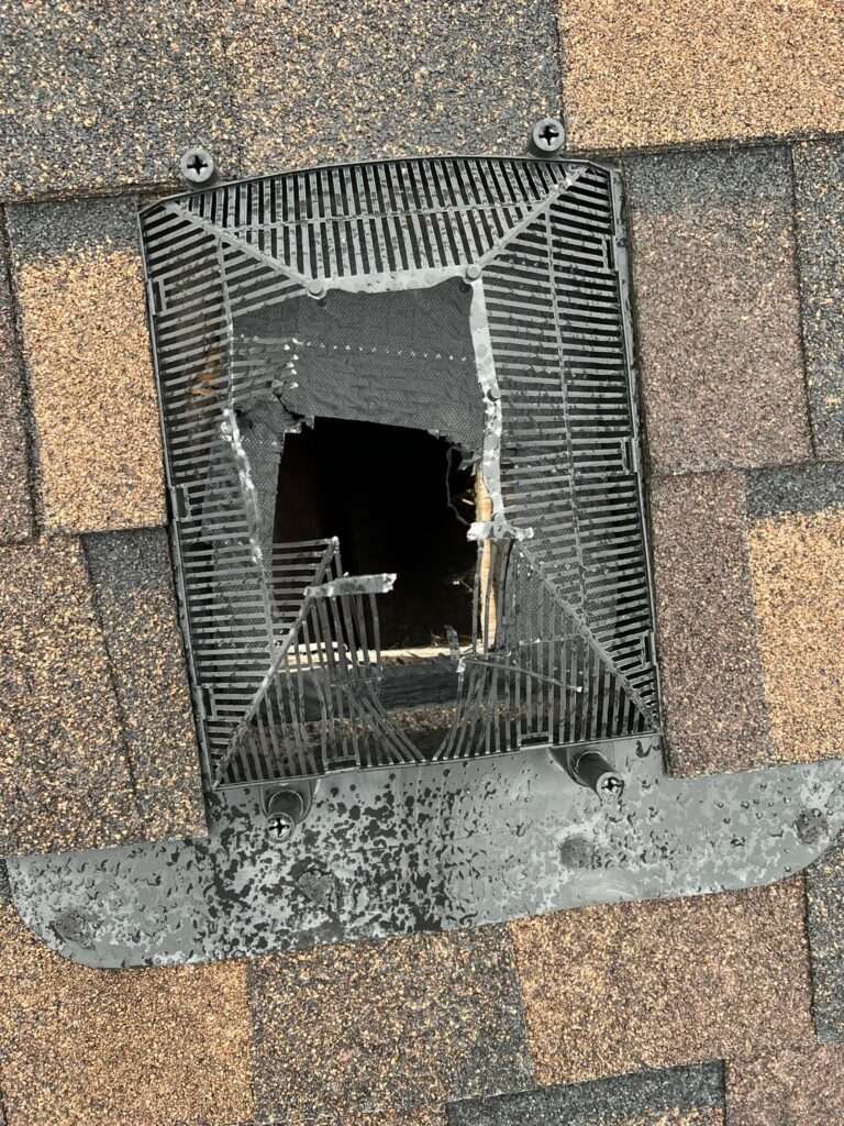 Raccoon Removal Newmarket