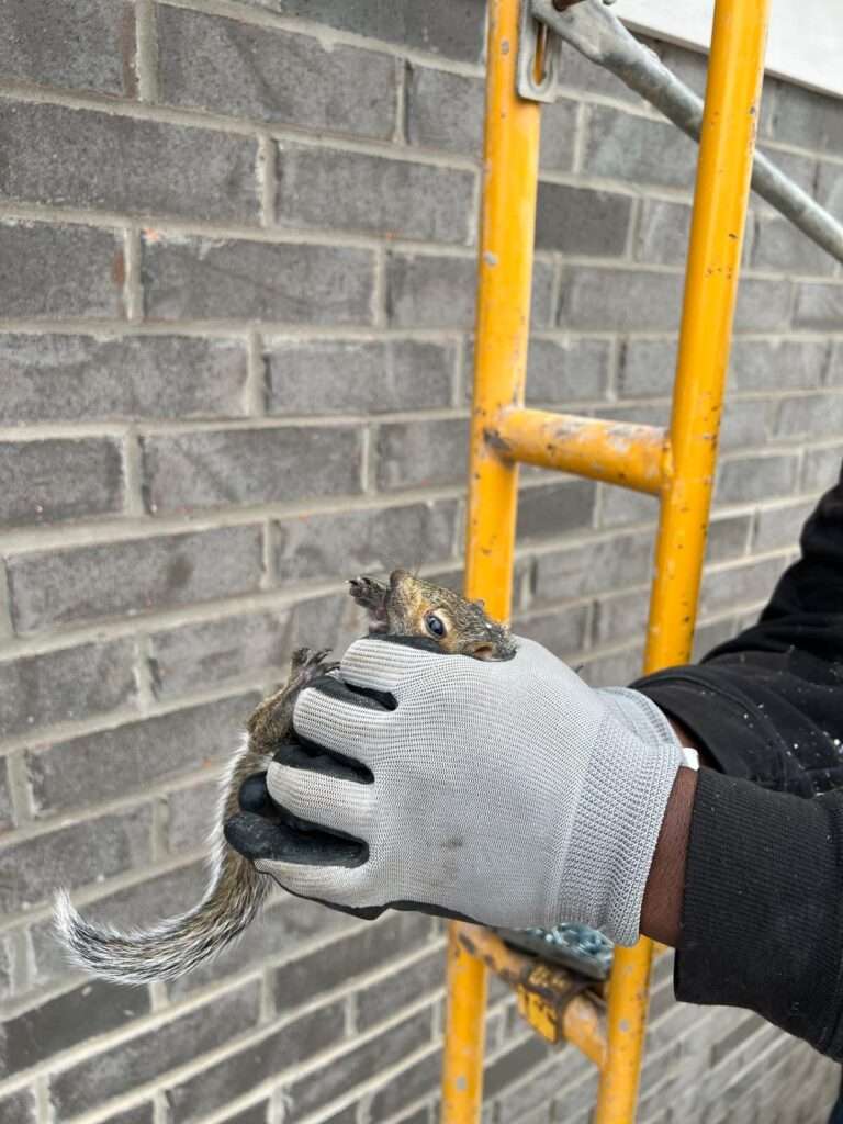 How to Get Rid of Squirrels in Roof