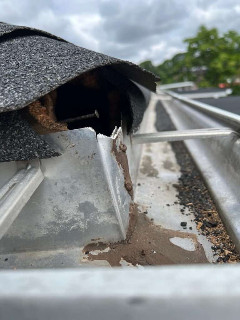 Squirrel-Removal-services