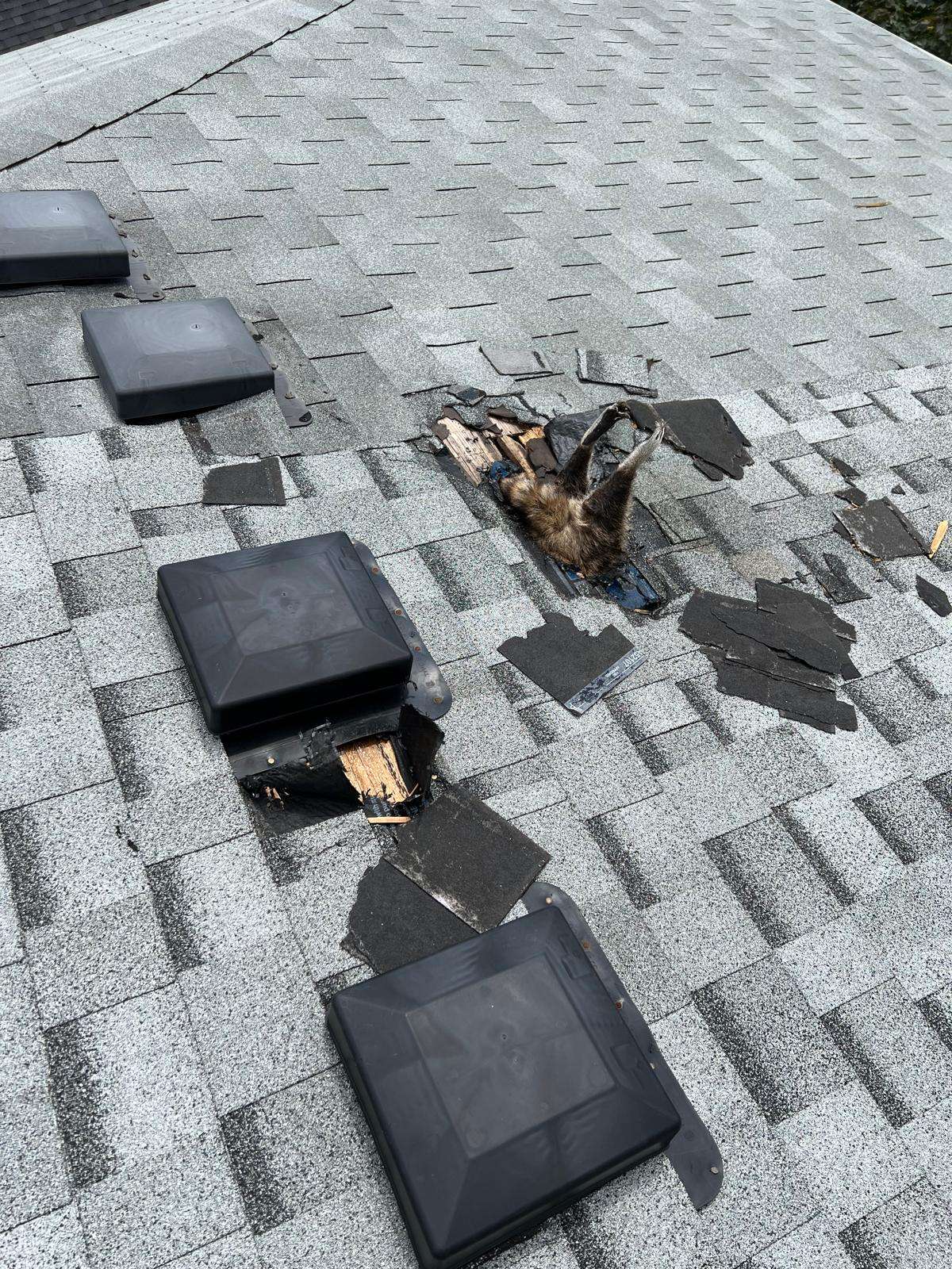 Raccoon Removal Milton