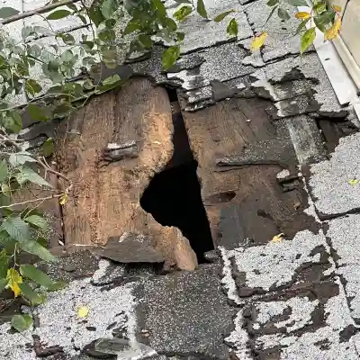 Raccoon-Removal-from-big-hole-on-roof