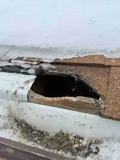 Raccoon-removal-Mississauga