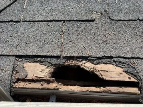 Wildlife-Control-Services