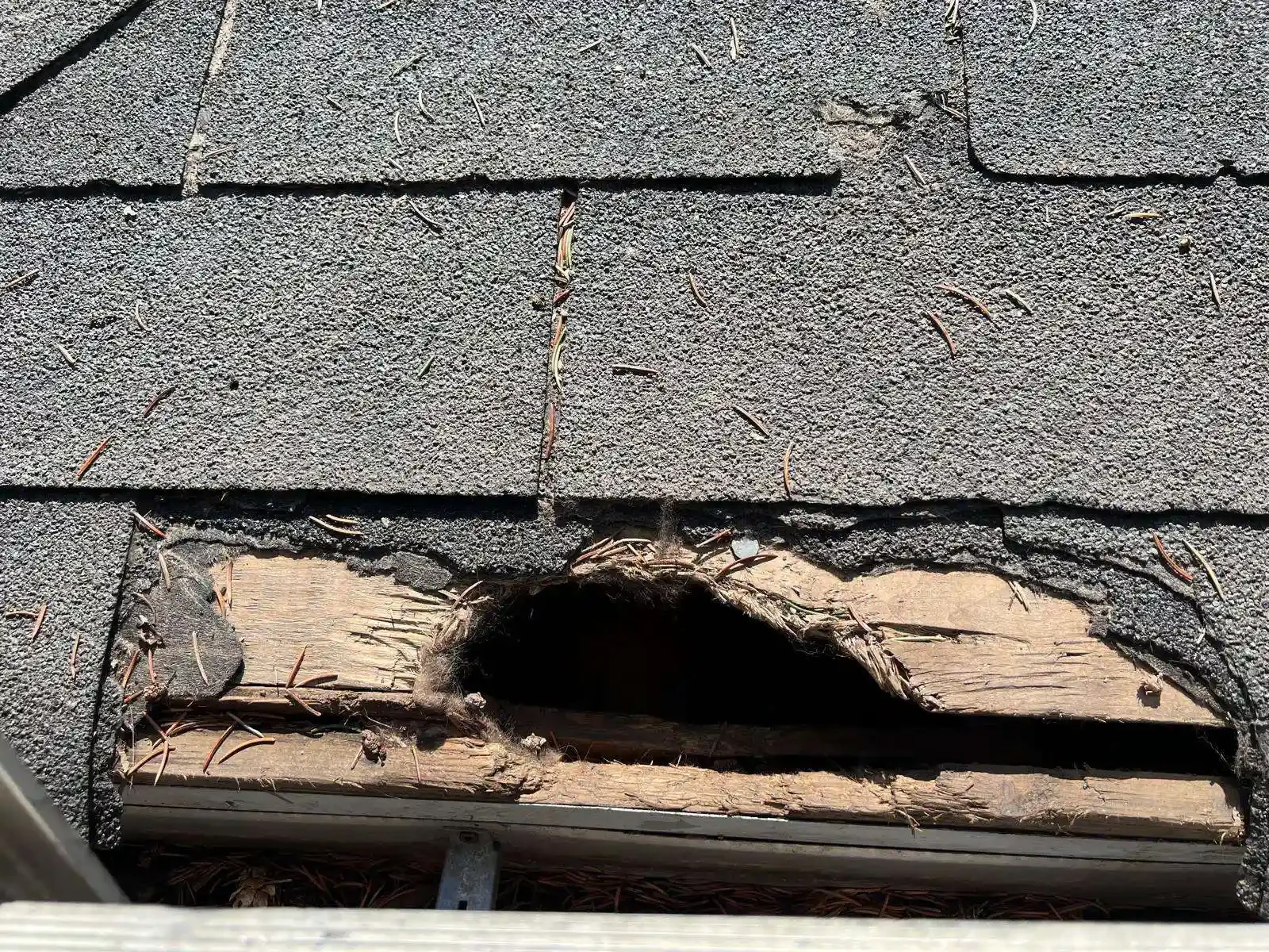 Animal-control-North-York