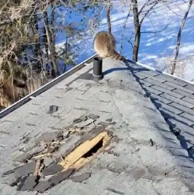 24-Hours-animal-removal