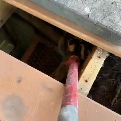 Emergency-animal-Removal