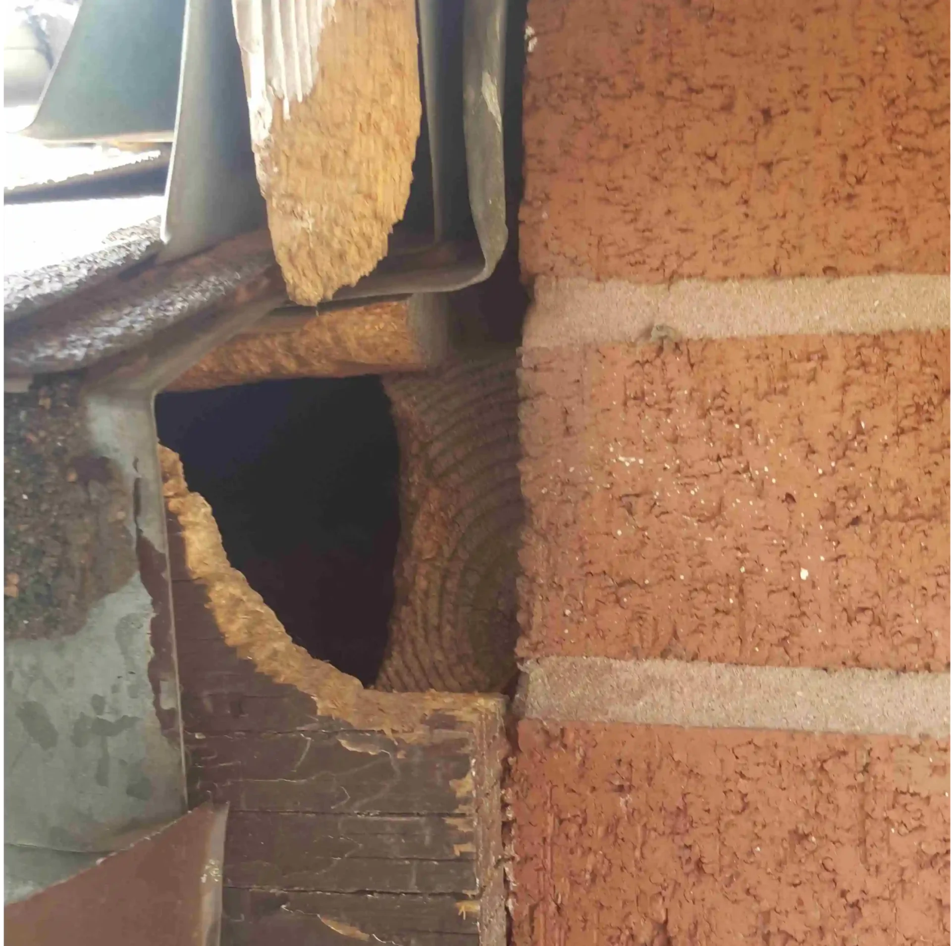 Bat Removal Services 2 Wildlife Removal Mississauga