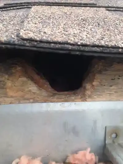 Squirrel Removal Vaughan 1 squirrel-removal-vaughan