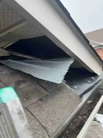 Raccoon-removal-Mississauga