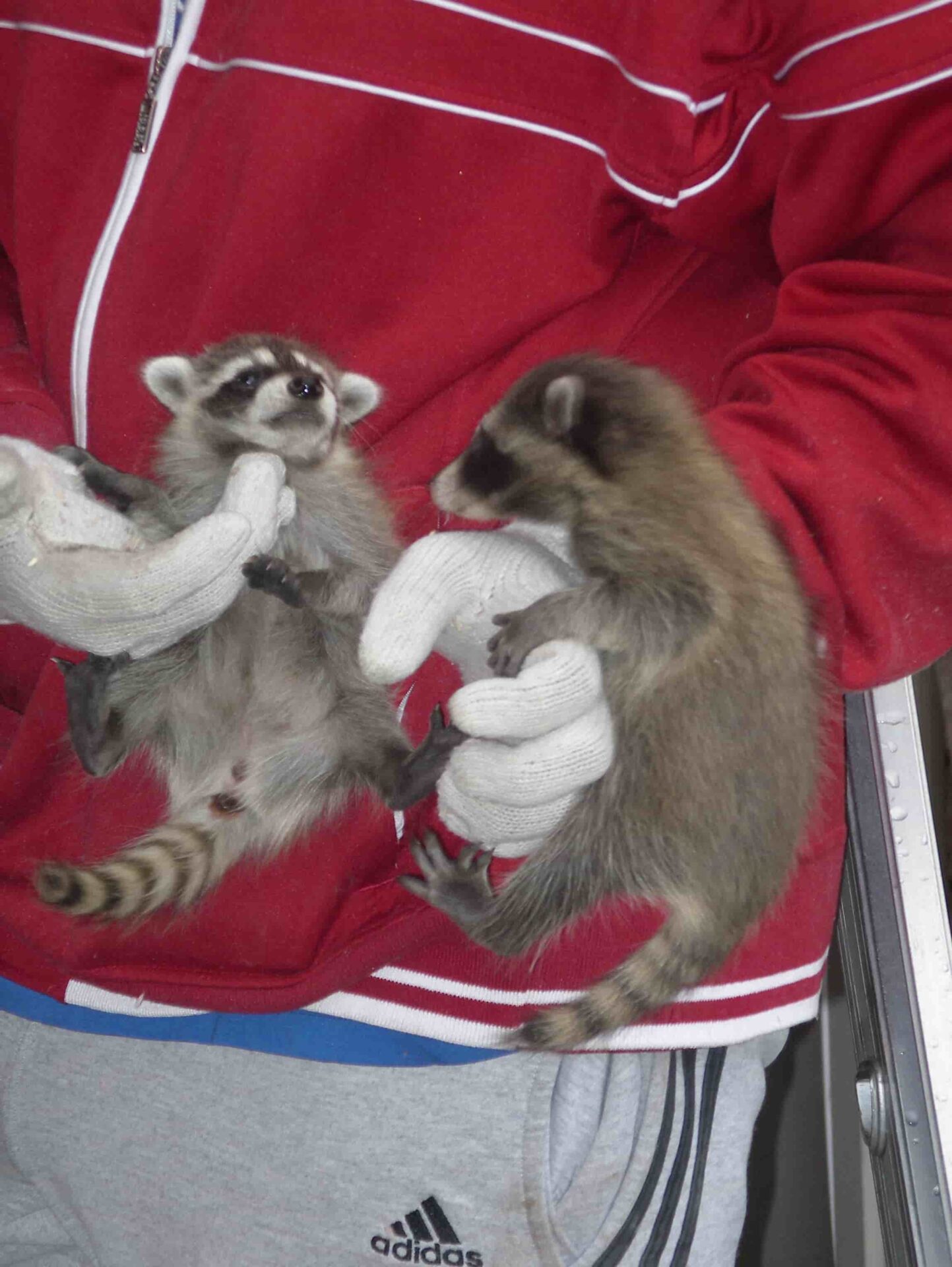 Animal Control Service 20 Raccoon removal Cost in Mississauga
